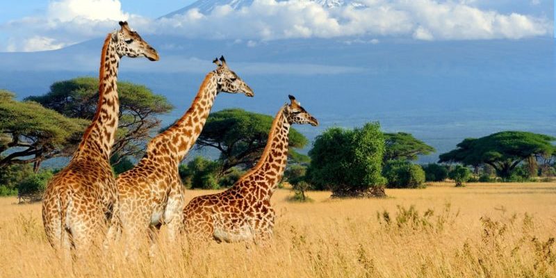 Jirafas / especie estenoica